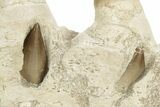 Mosasaur Jaw Section with Three Teeth - Morocco #220667-5